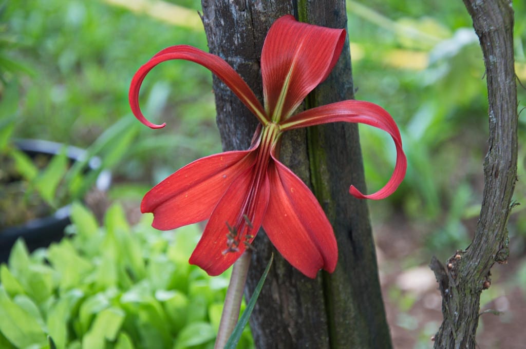 Flor roja de Sprekelia formosissima con sus tépalos superiores abiertos
