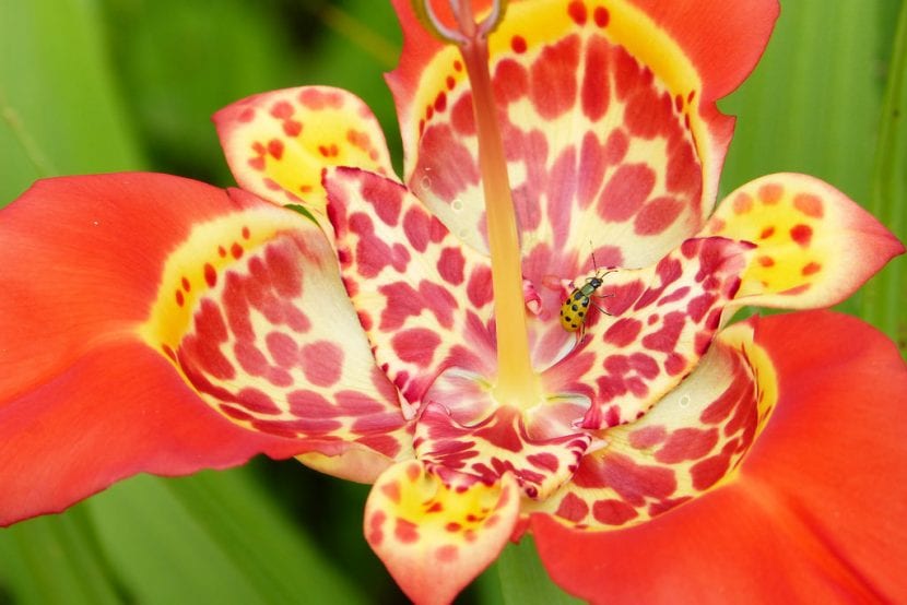 Detalle de la flor de la tigridia con sus tépalos moteados