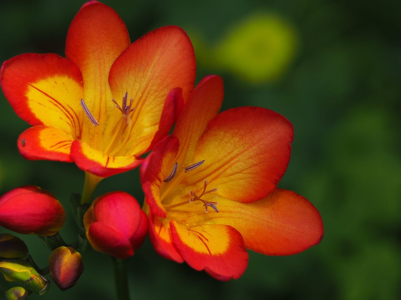 Freesia: cultivo, cuidados y por qué no florece