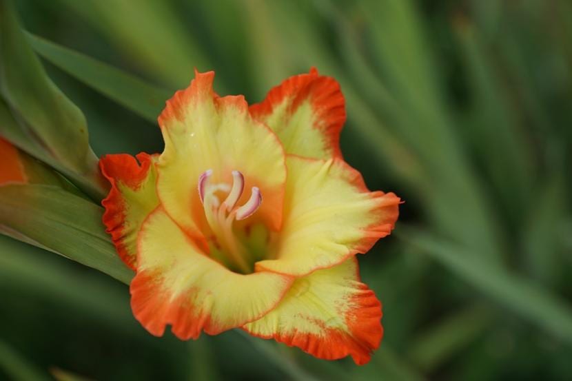 Gladiolos: cultivo, plantación y cuidados paso a paso