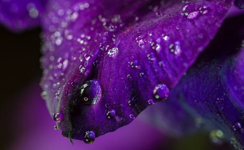 Detalle de la espiga floral de un gladiolo híbrido