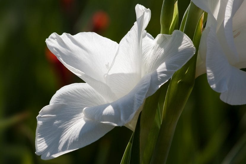 Gladiolos blancos en floración