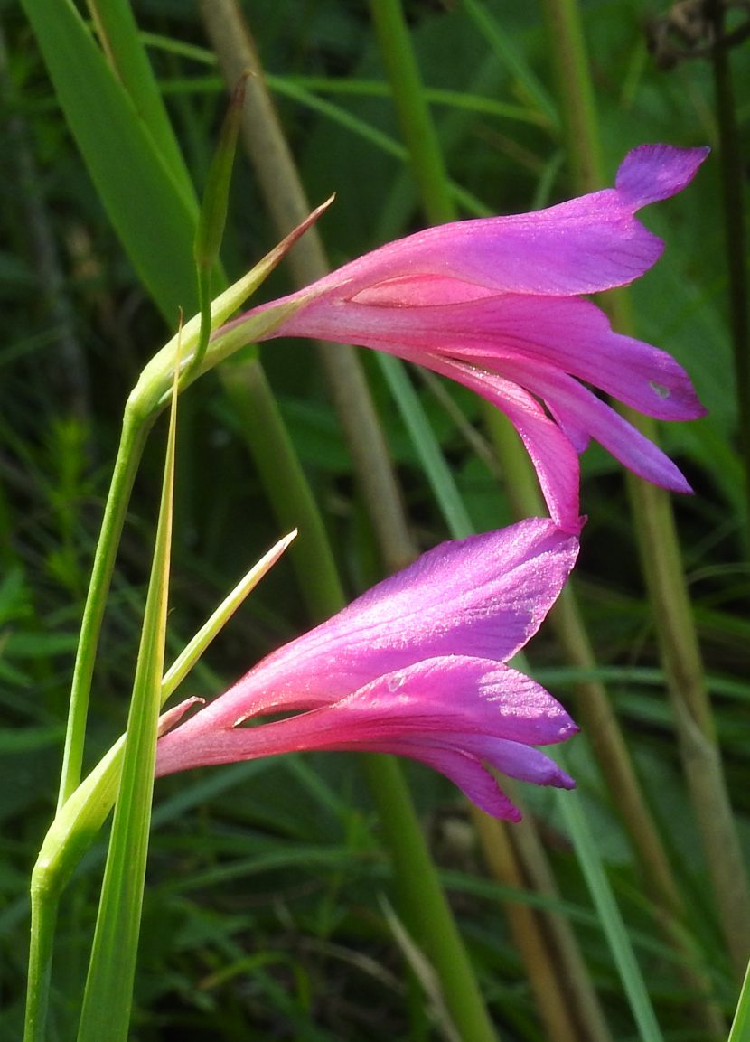 Flores de Gladiolus illyricus de color magenta con la raya clara en los tépalos inferiores