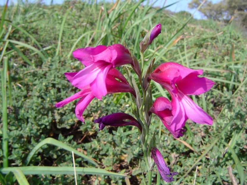 Gladiolus illyricus en su hábitat natural de matorral