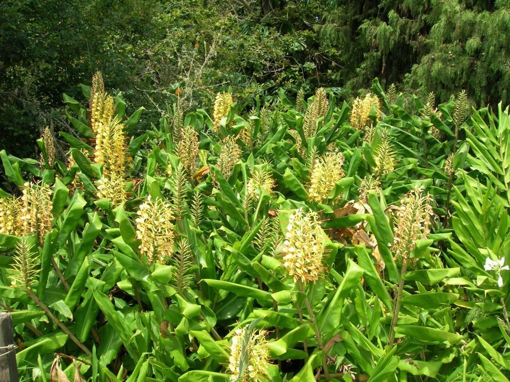 Hedychium gardnerianum: identificación y por qué está prohibida