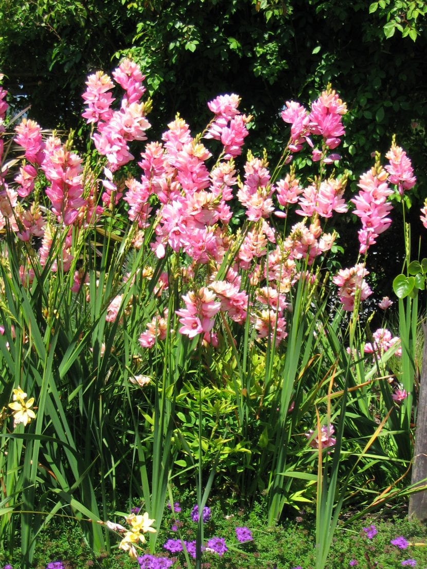 Espiga de Ixia con flores estrelladas de centro oscuro