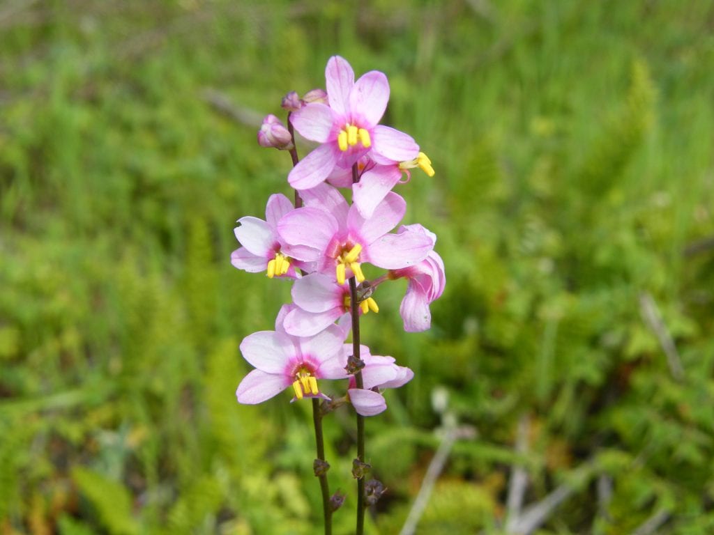 Ixia: cultivo, plantación en otoño y cuidados de sus cormos