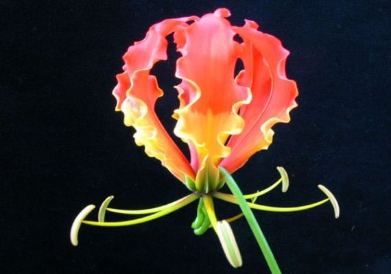 Gloriosa superba: cultivo, tubérculo y riesgos