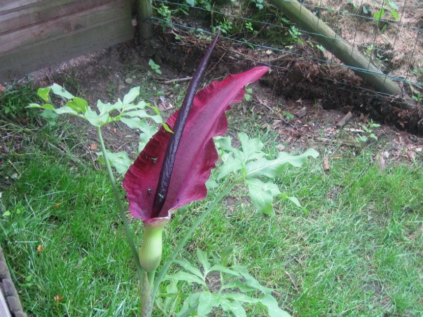 Inflorescencia de Dracunculus vulgaris con la espata púrpura abierta y el espádice negro