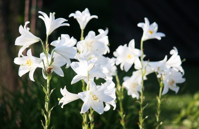 Racimo de flores blancas de Lilium candidum