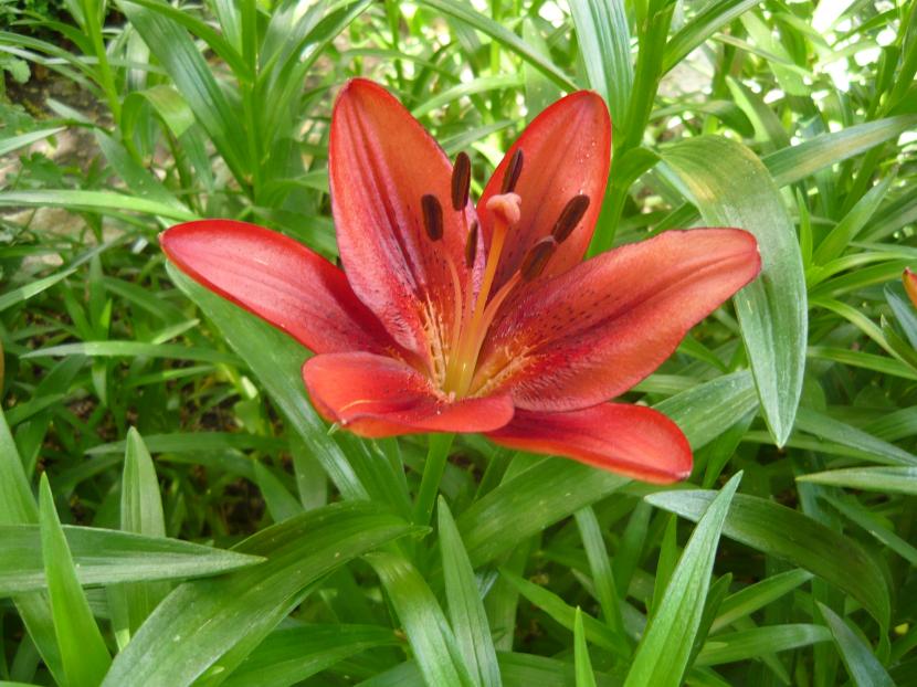 Lilium Gran Paradiso, híbrido asiático de flor naranja