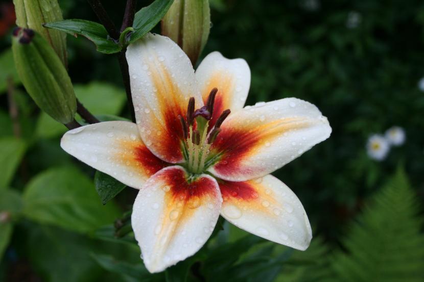 Lilium: grupos, plantación y calendario de floración