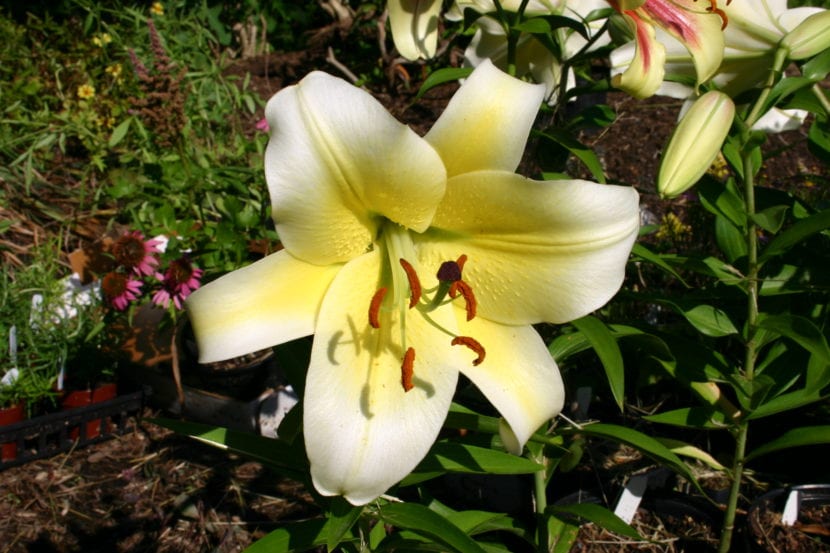 Flor de Lilium oriental rosa con estrías y motas