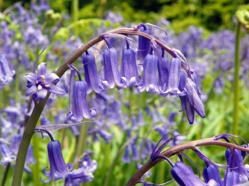 Jacinto silvestre (Hyacinthoides non-scripta): guía de cultivo