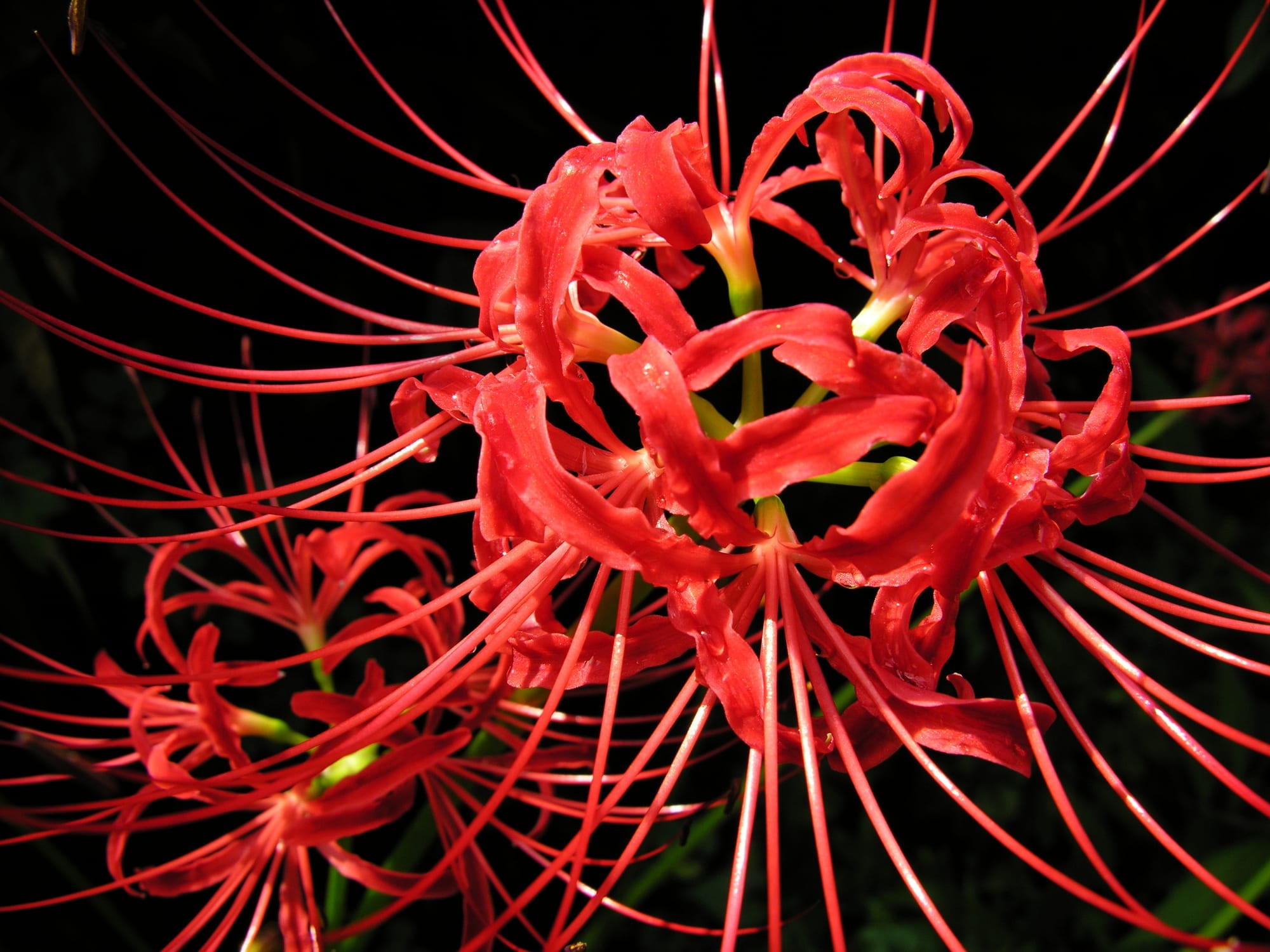 Lycoris radiata: cultivo y cuidados de la flor del infierno