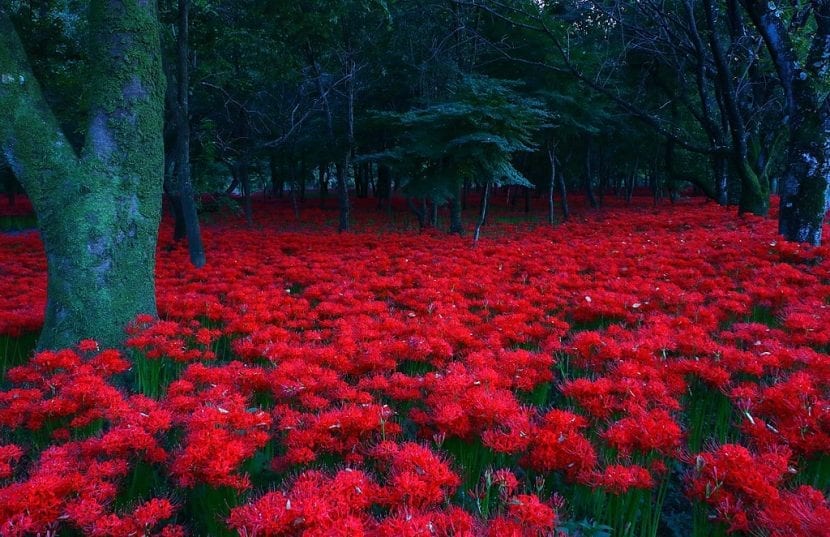 Flor roja de Lycoris radiata con los tépalos recurvados y los estambres largos