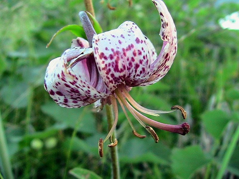 Flor colgante de Lilium martagon con los tépalos revueltos