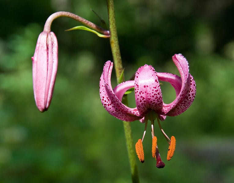 Mata de martagón en flor con las hojas dispuestas en verticilos