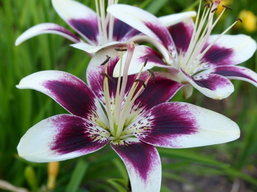 Lilium híbrido asiático en flor