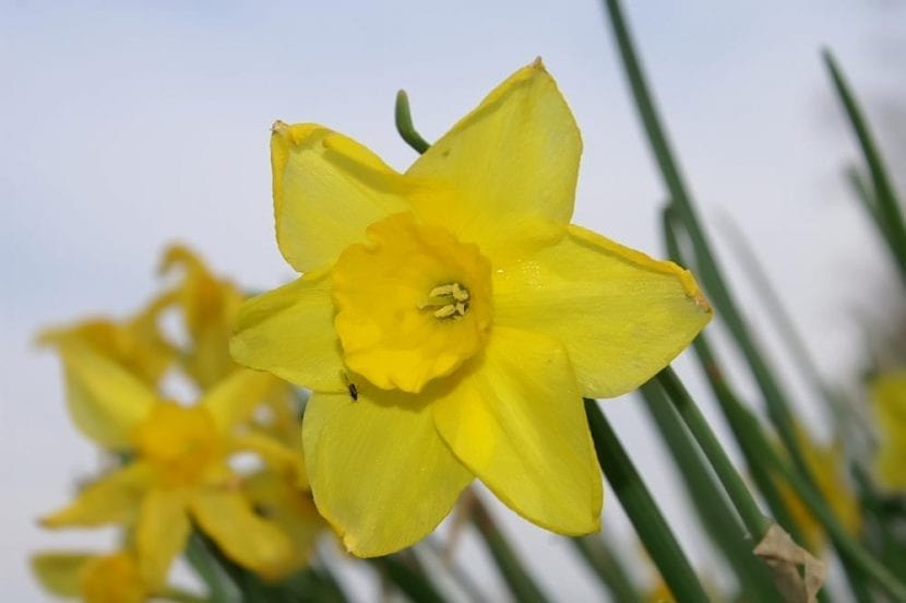 Flores amarillas agrupadas de Narcissus jonquilla
