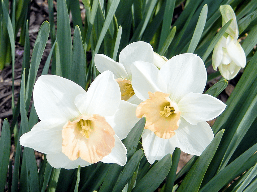 Narcissus: especies, cultivo y cuidados del narciso