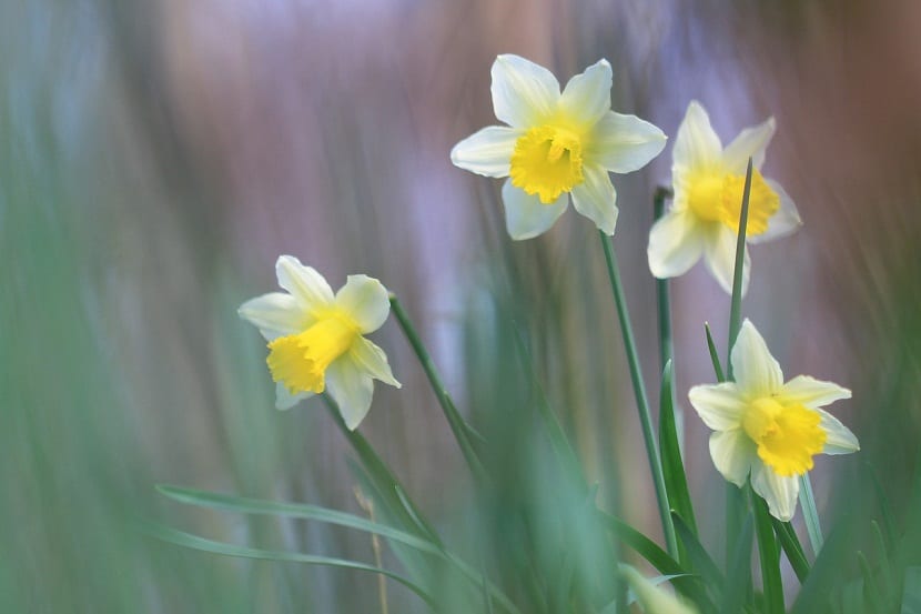 Grupo de narcisos amarillos en flor a plena luz