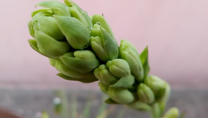 Espiga floral de nardo, Polianthes tuberosa, con flores blancas tubulares