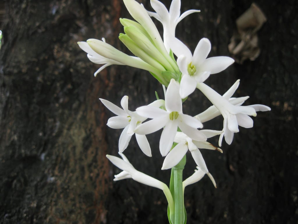 Nardo (Polianthes tuberosa): cultivo, riego y floración