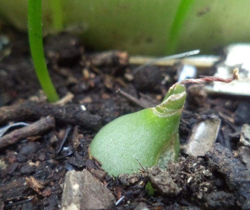 Bulbos de Ornithogalum listos para plantar