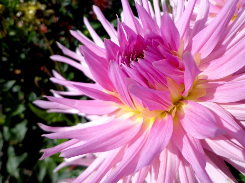 Dalia en flor cultivada a partir de tubérculo plantado en primavera