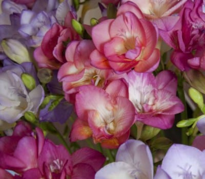 Grupo de freesias en flor