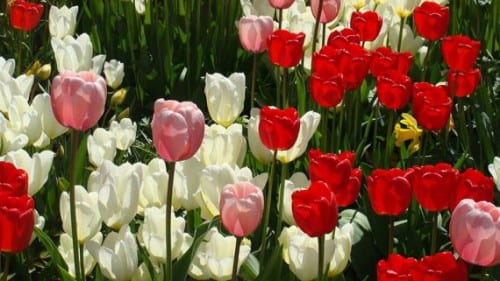 Grupo de tulipanes en flor en un macizo de primavera