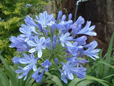 Umbela azul de Agapanthus en flor