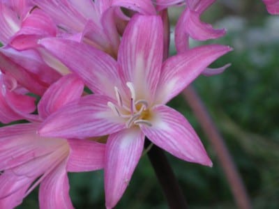 Flor de amarilis rosa