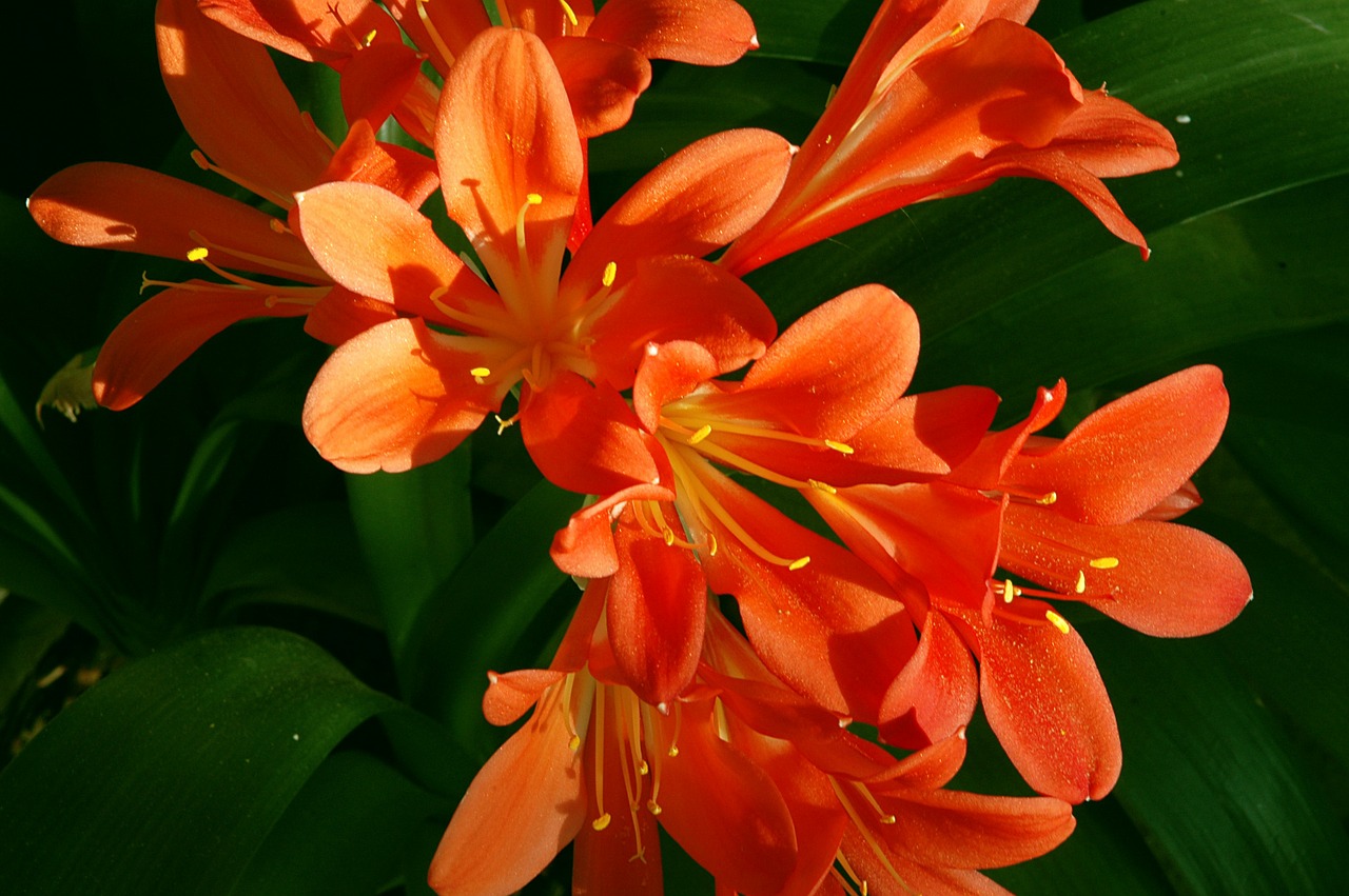 Cuidados de la clivia: luz, riego y el frío que la hace florecer