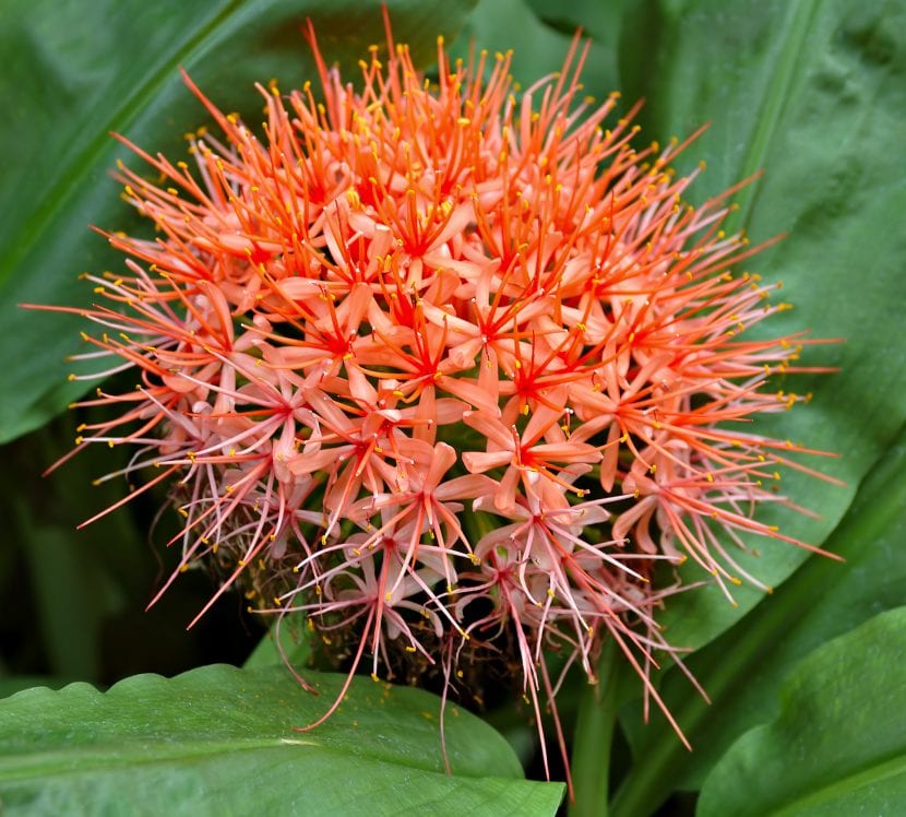 Scadoxus cinnabarinus con flores de color rojo intenso