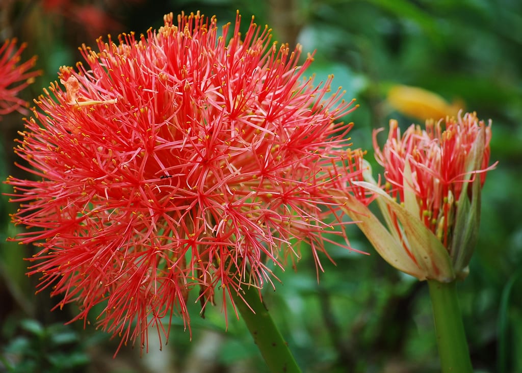 Scadoxus: especies, cultivo en maceta y reposo invernal