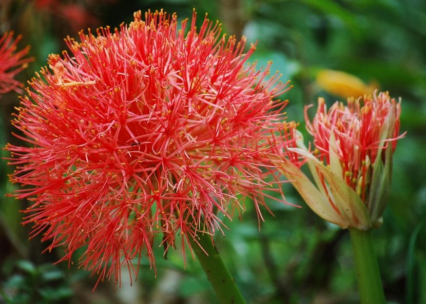 Inflorescencia esférica y roja de Scadoxus multiflorus