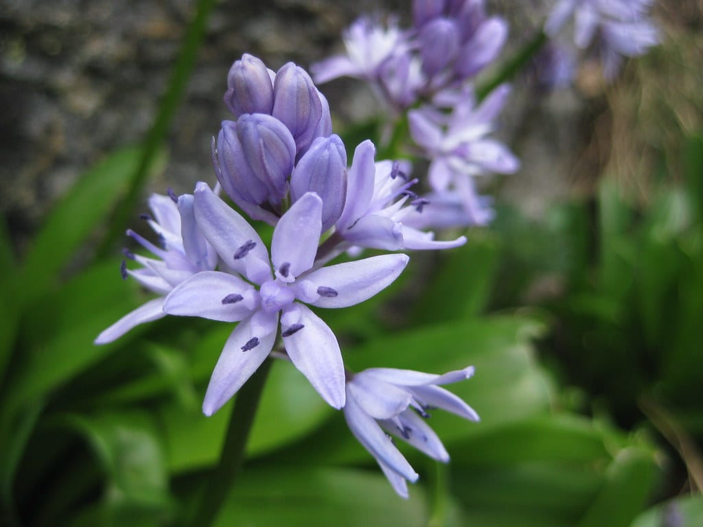 Scilla: cultivo, especies y cuidados de esta bulbosa