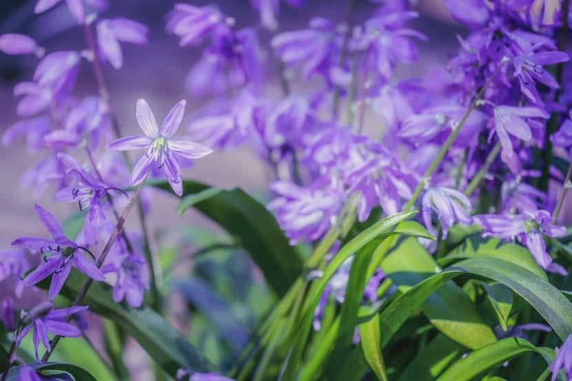 Flores azules de Scilla en primavera