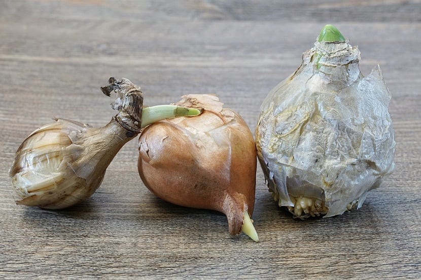 Tipos de bulbos: bulbo, cormo, tubérculo y rizoma