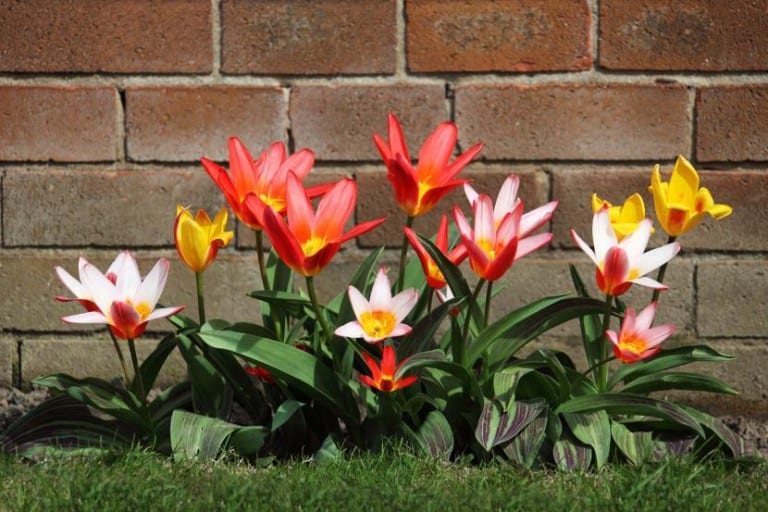 Flores de plantas bulbosas en el jardín