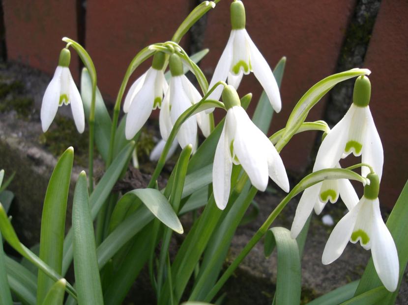 Mata florecida de Galanthus nivalis, la campanilla de invierno