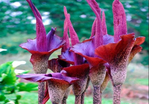 Amorphophallus konjac: cultivo, flor y cuidados del cormo