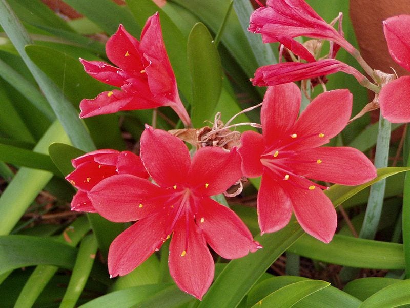 Flores rojas de vallota, Cyrtanthus elatus, en umbela
