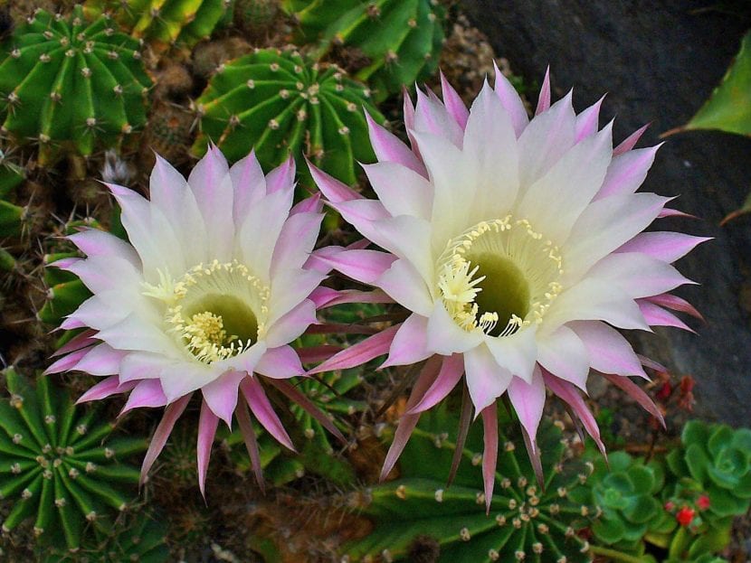 Flor blanca de Echinopsis oxygona abierta