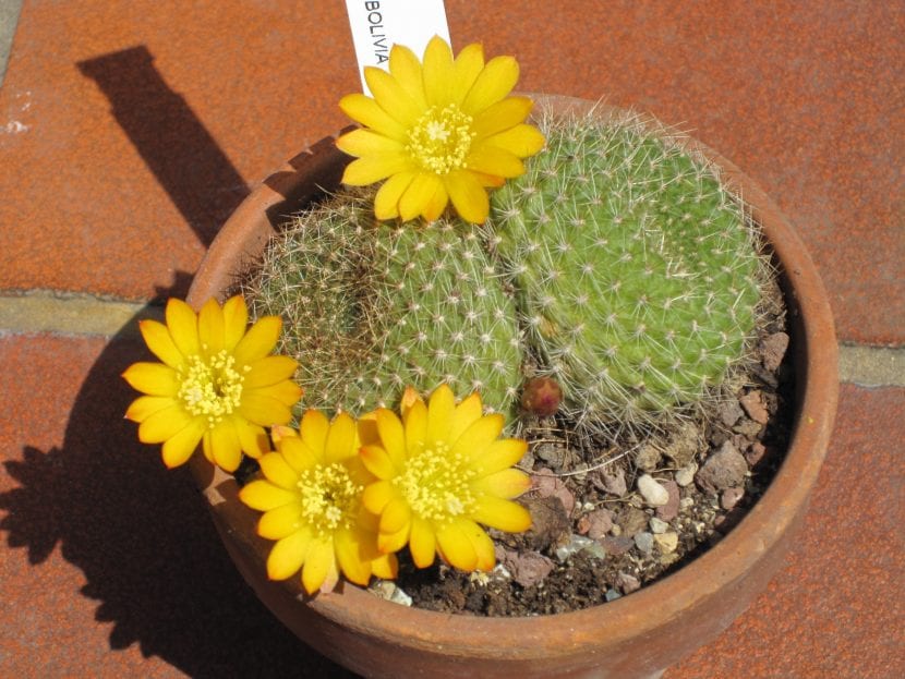 Rebutia en flor, cubierta de flores naranjas