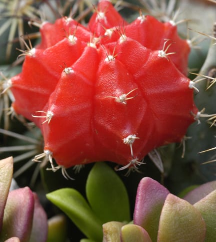 Cactus injertados en cultivo