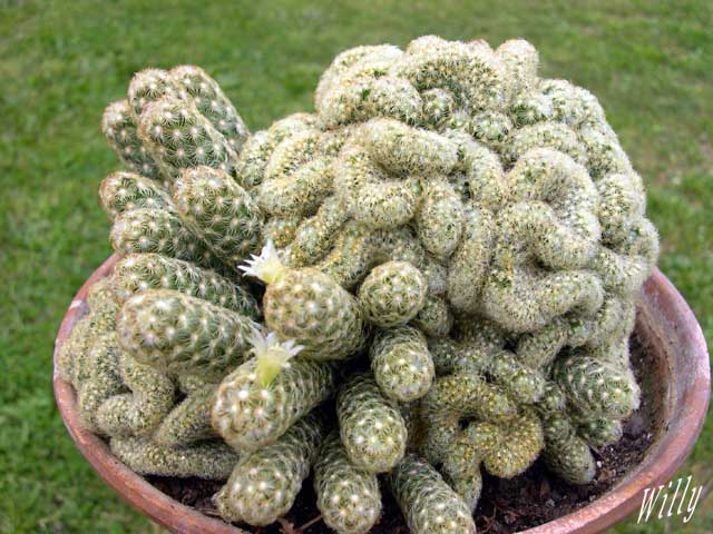 Mammillaria elongata en forma crestada, candidata habitual al injerto