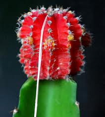 Injerto de cactus: técnica, patrones y cuidados